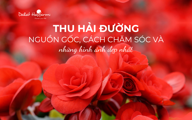 Khám phá ý nghĩa của hoa Thu Hải Đường theo từng màu sắc rực rỡ